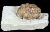 Bargain Kainops Trilobite From Oklahoma #45426-1
